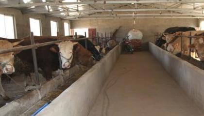 退伍士兵返鄉養牛，撐起村民致富藍天