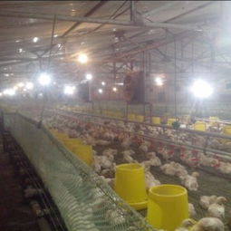 寧津振華溫控設備廠 供應耐用的養殖水暖鍋爐，助力家畜飼養高效發展