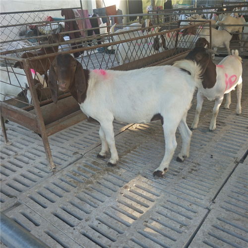 農作物秸稈養殖波爾山羊技術 快速生長、繁殖高效、品種優質、價格實惠、效益顯著