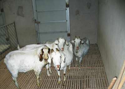 探索養殖 從概念到實踐的家畜飼養