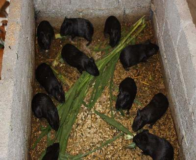 中華黑豚 農民致富新寵，產婦滋補佳品